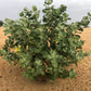 10 GIANT MILKWEED Sodom Apple Calotropis Procera Crown Flower Shrub Seeds