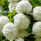 30 EUROPEAN CRANBERRY / SNOWBALL Tree Guelder Rose Viburnum Opulus Red Fruit White Flower Seeds