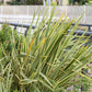 10 Variegated NEW ZEALAND FLAX Phormium Tenax Variegatum Ornamental Grass Flower Seeds