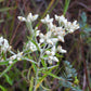 100 White SWEET EVERLASTING Gnaphalium Obtusifolium Butterfly Flower Herb Seeds