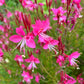 100 Pink GAURA WHIRLING BUTTERFLIES Gaura Biennis Flower Seeds