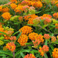 30 ORANGE BUTTERFLY MILKWEED Asclepias Tuberosa Flower Seeds