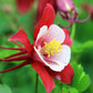 25 CRIMSON STAR COLUMBINE Red & White McKana's Giant Aquilegia Flower Seeds