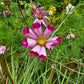 200 COSMOS SEASHELLS Cosmos Bipinnatus Sea Shells Flower Seeds