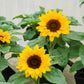 30 INCREDIBLE DWARF SUNFLOWER Helianthus Annuus Flower Seeds