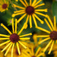 300 SWEET CONEFLOWER Rudbeckia Subtomentosa Yellow Black Eyed Susan Flower Seeds