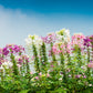 250 MIXED Colors QUEEN CLEOME (Spider Flower) Cleome Hassleriana Cleome Spinosa Flower Seeds