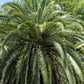 10 COCO PALM Jelly Palm Pindo Butia Capitata Edible Fruit Tree Houseplant Seeds