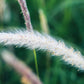 300 Ornamental BIG BLUESTEM GRASS Beardgrass Andropogon Gerardii Seeds