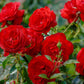 5 RED ROSE Rosa Bush Shrub Perennial Flower Seeds