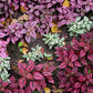 10 Dwarf Mixed Colors POLKA DOT PLANT Red Pink White Rose Splash Select Hypoestes Phyllostachya Flower Houseplant Seeds