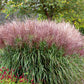 10 RED MAIDEN GRASS Miscanthus Sinensis Plumes Ornamental Flower Seeds