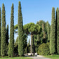 20 MEDITERRANEAN CYPRESS TREE Italian Pencil Pine Cedar Cupressus Sempervirens Stricta Seeds