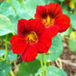 25 Dwarf RED EMPRESS NASTURTIUM Tropaeolum Majus Nanum Hummingbird Flower Seeds