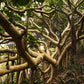 50 BANYAN / BANYAN FIG TREE East Indian Ficus Benghalensis Aerial Root Houseplant Seeds
