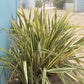 10 Variegated NEW ZEALAND FLAX Phormium Tenax Variegatum Ornamental Grass Flower Seeds