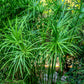 50 UMBRELLA PLANT CYPERUS Alternifolius Papyrus Grass Umbrella Palm Flower Seeds