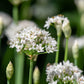 500 CHINESE LEEK (Oriental Garlic / Garlic Chives / Chinese Chives / Flat Chives) Allium Tuberosum Vegetable Seeds