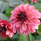 50 EARLY BIRD DAHLIA Mixed Colors Flower Seeds