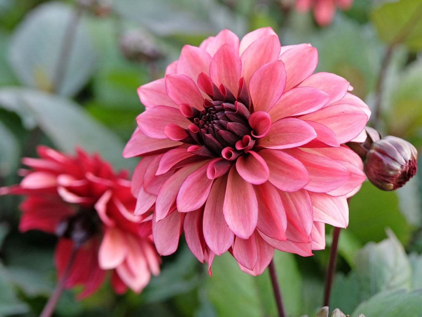 50 EARLY BIRD DAHLIA Mixed Colors Flower Seeds