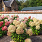 50 semillas de hortensia PEE GEE Paniculata Peegee, arbusto de flores blancas y rosadas en panícula
