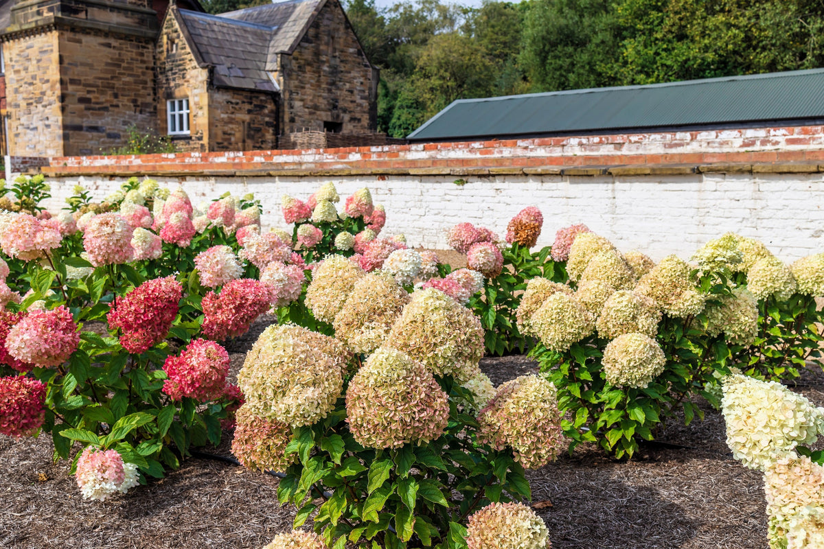 50 semillas de hortensia PEE GEE Paniculata Peegee, arbusto de flores blancas y rosadas en panícula