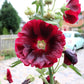 25 MAROON RED HOLLYHOCK Alcea Rosea Flower Seeds Perennial