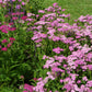 250 PINK Cerise QUEEN YARROW Achillea Millefolium Flower Seeds