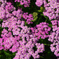 250 PINK Cerise QUEEN YARROW Achillea Millefolium Flower Seeds
