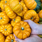 20 JACK Be LITTLE PUMPKIN Miniature Vegetable Cucurbita Pepo Seeds