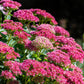 10 EMPEROR'S WAVE SEDUM Red Upright Telephium Succulent Stonecrop Flower Hylotelephium Seeds