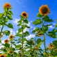 50 SKYSCRAPER SUNFLOWER Helianthus Annuus Flower Seeds