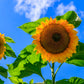 50 SKYSCRAPER SUNFLOWER Helianthus Annuus Flower Seeds