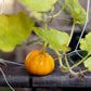 20 JACK Be LITTLE PUMPKIN Miniature Vegetable Cucurbita Pepo Seeds
