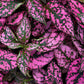 10 Dwarf ROSE Pink POLKA DOT PLANT Splash Select Hypoestes Phyllostachya Flower Houseplant Seeds