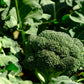 1000 CALABRESE BROCCOLI ITALIAN Green Sprouting Vegetable Brassica Seeds