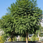 25 BLUE JACARANDA TREE ( Fern Tree / Brazilian Rose Wood / Green Ebony ) Jacaranda Mimosifolia Seeds