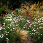 100 WHITE DOUBLE STRAWFLOWER Helichrysum Monstrosum Xerochrysum Bracteatum Flower Seeds