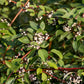 20 RED TWIG DOGWOOD American Red Osier Shrub White Flower Cornus Sericea Seeds