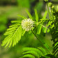 100 ILLINOIS BUNDLEFLOWER Prairie Mimosa Desmanthus Illinoensis Flower Seeds