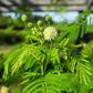 100 ILLINOIS BUNDLEFLOWER Prairie Mimosa Desmanthus Illinoensis Flower Seeds