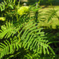 100 ILLINOIS BUNDLEFLOWER Prairie Mimosa Desmanthus Illinoensis Flower Seeds