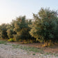 10 CANINO OLIVE TREE Olea Europaea Canino Edible European Common Green Black Fruit Seed