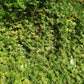 30 CARDINAL CLIMBER VINE Ipomea Quamoclit Red Flower Seeds