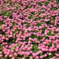 100 PINK ENGLISH DAISY Bellis Perennis Tasso Pink Double Flower Seeds