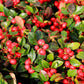 20 Creeping WINTERGREEN / TEABERRY Gaultheria Procumbens Evergreen Flower Seeds