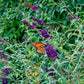 50 Dark PURPLE BUTTERFLY BUSH Buddleja Davidii Hummingbird Shrub Fragrant Flower Seeds