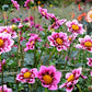 50 MIXED COLLARETTE DAHLIA Variabilis Two Tone Mix of Red Pink Purple White Yellow Maroon Peach Flower Seeds