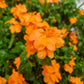 10 ORANGE MARMALADE CROSSANDRA Infundibuliformis Firecracker Flower Houseplant Seeds