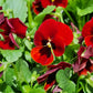 50 RED & BROWN PANSY Swiss Giant Violet Viola Wittrockiana Flower Seeds
